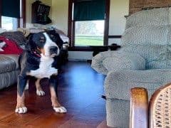 Hip Cert❤️🐾Greater Swiss Mountain Dog Puppies❤️Call 717-859-8731 breeder image 15