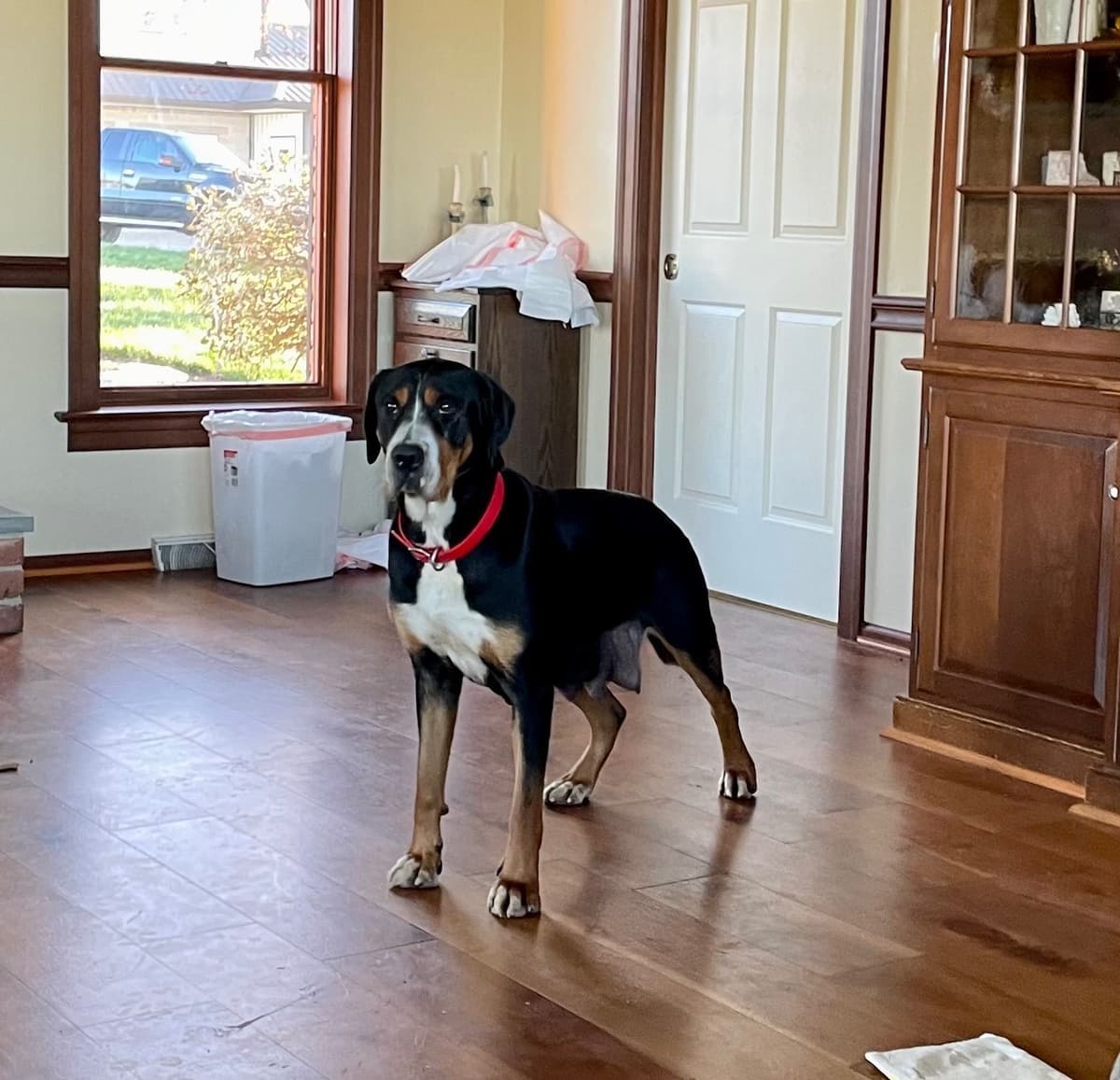 Hip Cert❤️🐾Greater Swiss Mountain Dog Puppies❤️Call 717-859-8731 breeder image 16