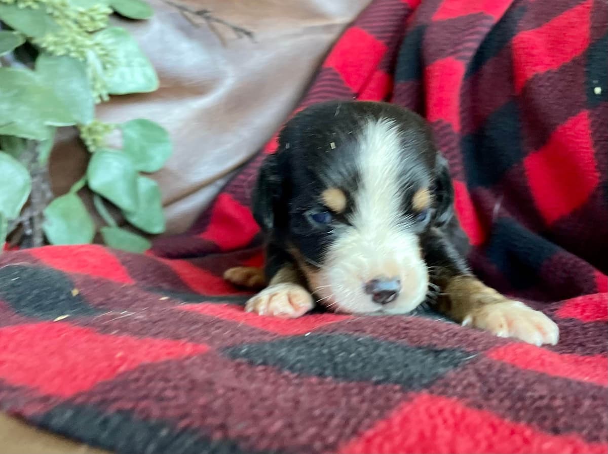 Hip Cert❤️🐾Greater Swiss Mountain Dog Puppies❤️Call 717-859-8731 breeder image 18