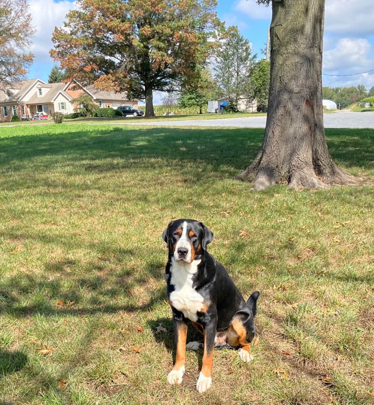 Hip Cert❤️🐾Greater Swiss Mountain Dog Puppies❤️Call 717-859-8731 breeder image 19