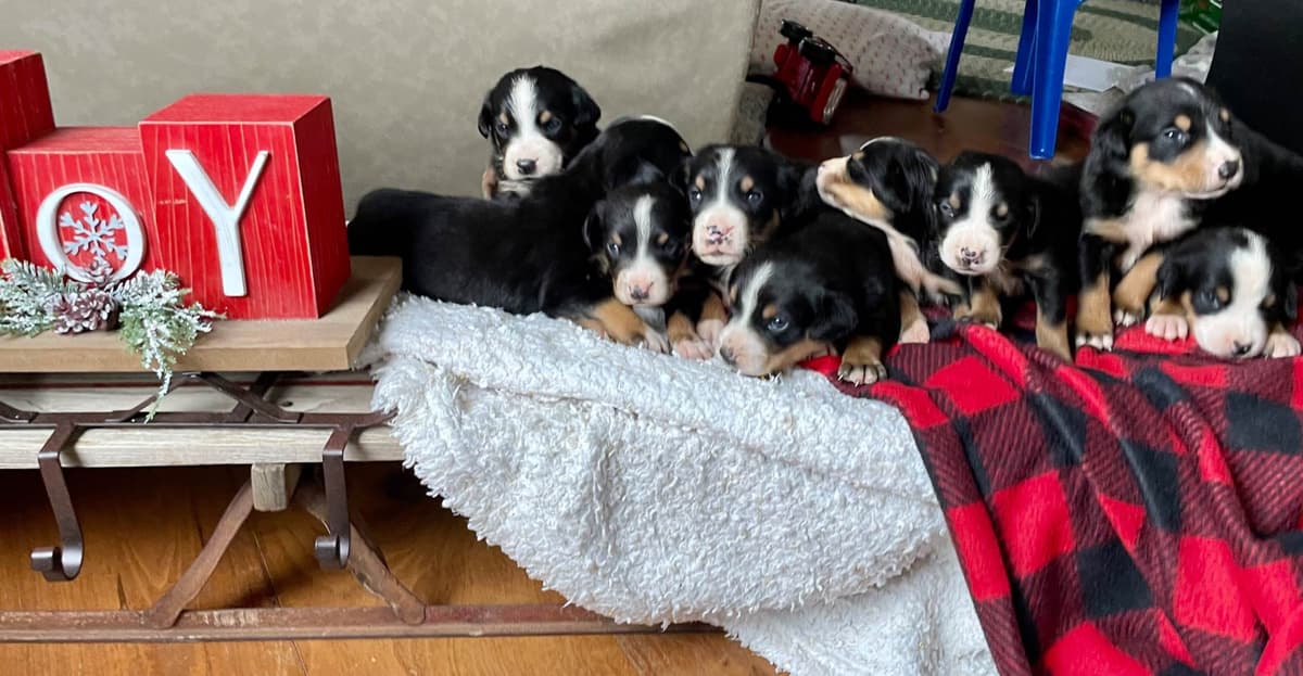 Hip Cert❤️🐾Greater Swiss Mountain Dog Puppies❤️Call 717-859-8731 breeder image 20