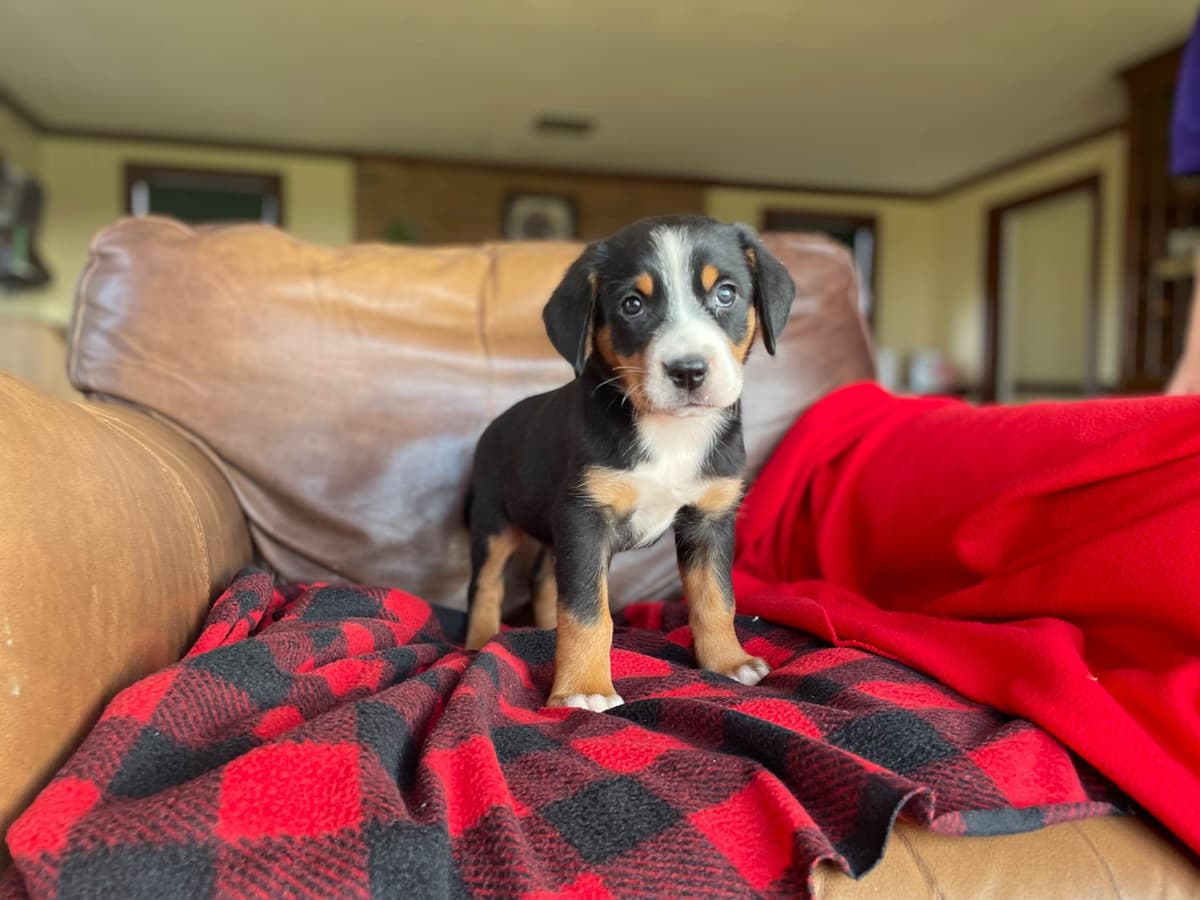 Hip Cert❤️🐾Greater Swiss Mountain Dog Puppies❤️Call 717-859-8731 breeder image 21