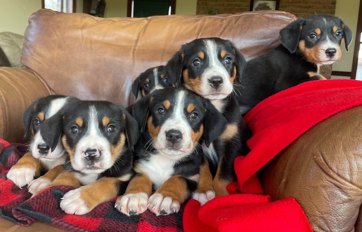 Hip Cert❤️🐾Greater Swiss Mountain Dog Puppies❤️Call 717-859-8731 breeder image 22