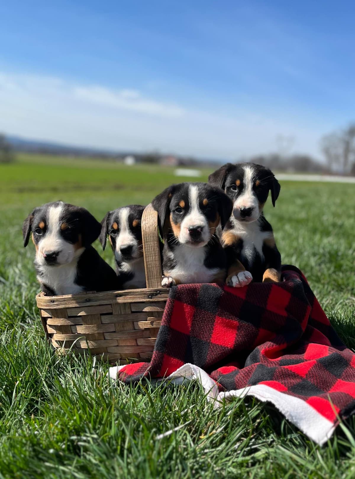 Hip Cert❤️🐾Greater Swiss Mountain Dog Puppies❤️Call 717-859-8731 breeder image 24