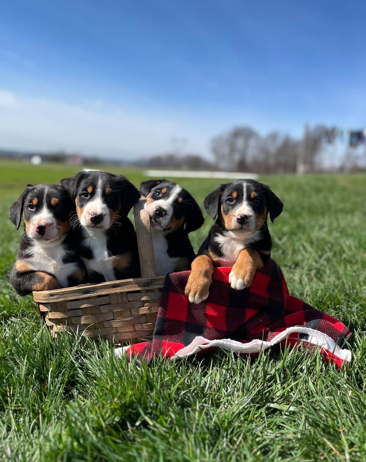 Hip Cert❤️🐾Greater Swiss Mountain Dog Puppies❤️Call 717-859-8731 breeder image 23