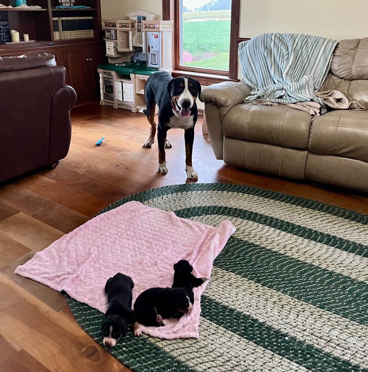 Hip Cert❤️🐾Greater Swiss Mountain Dog Puppies❤️Call 717-859-8731 breeder image 27