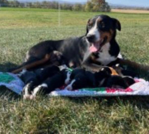 Hip Cert❤️🐾Greater Swiss Mountain Dog Puppies❤️Call 717-859-8731 breeder image 28