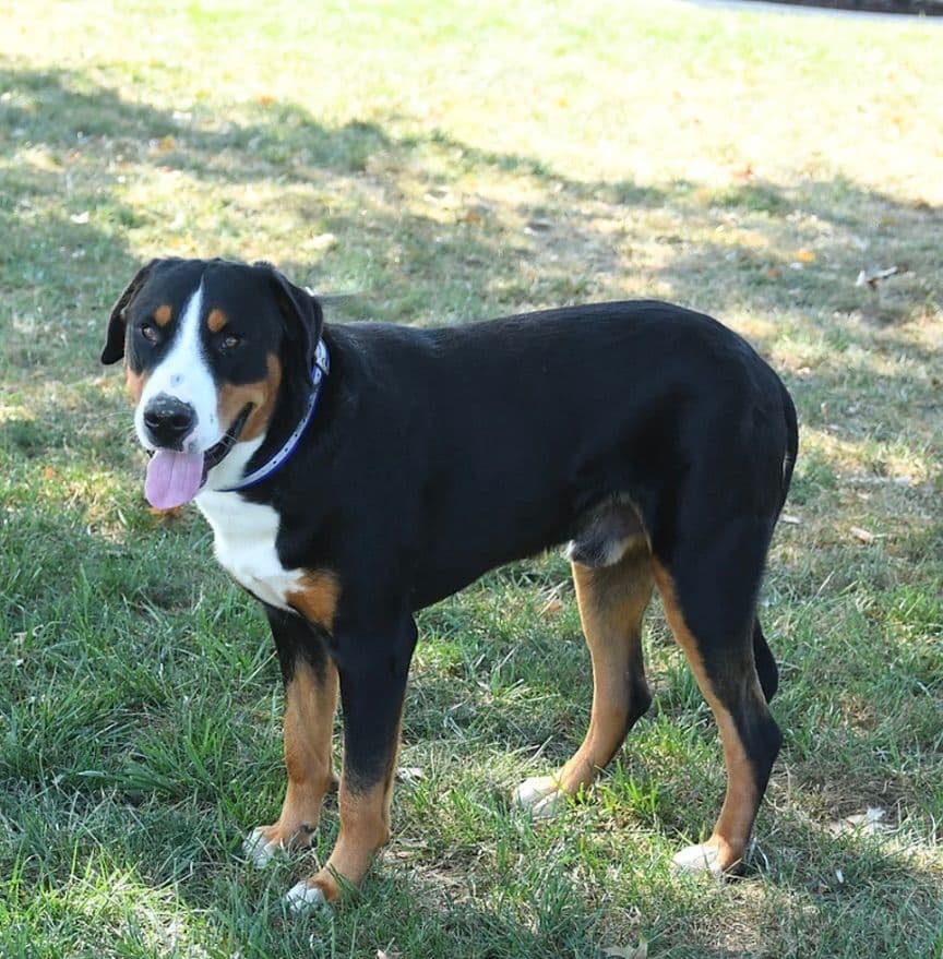 Hip Cert❤️🐾Greater Swiss Mountain Dog Puppies❤️Call 717-859-8731 breeder image 29