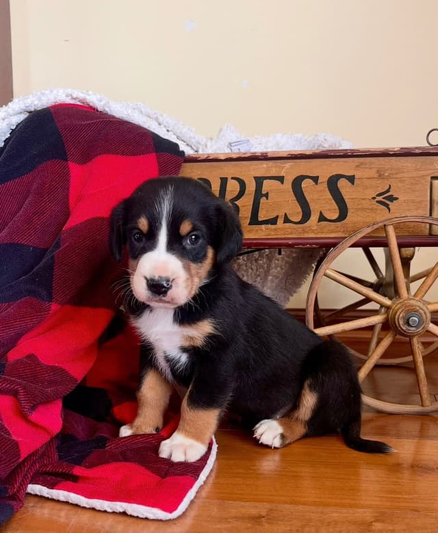 Hip Cert❤️🐾Greater Swiss Mountain Dog Puppies❤️Call 717-859-8731 media 3