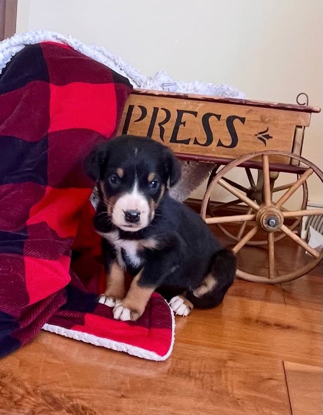 Hip Cert❤️🐾Greater Swiss Mountain Dog Puppies❤️Call 717-859-8731 media 4