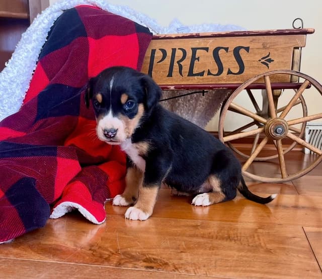 Hip Cert❤️🐾Greater Swiss Mountain Dog Puppies❤️Call 717-859-8731 media 5