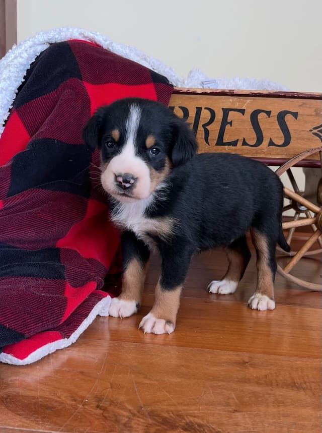 Hip Cert❤️🐾Greater Swiss Mountain Dog Puppies❤️Call 717-859-8731 media 8