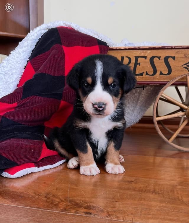 Hip Cert❤️🐾Greater Swiss Mountain Dog Puppies❤️Call 717-859-8731 media 9