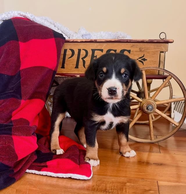 Hip Cert❤️🐾Greater Swiss Mountain Dog Puppies❤️Call 717-859-8731 media 6