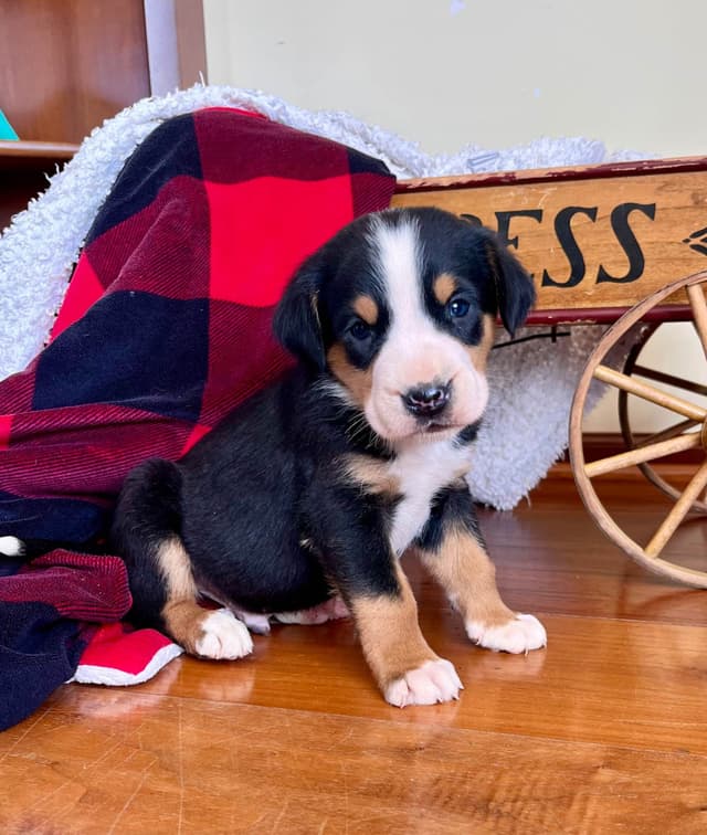 Hip Cert❤️🐾Greater Swiss Mountain Dog Puppies❤️Call 717-859-8731 media 10