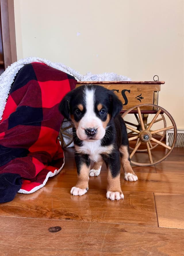 Hip Cert❤️🐾Greater Swiss Mountain Dog Puppies❤️Call 717-859-8731 media 11