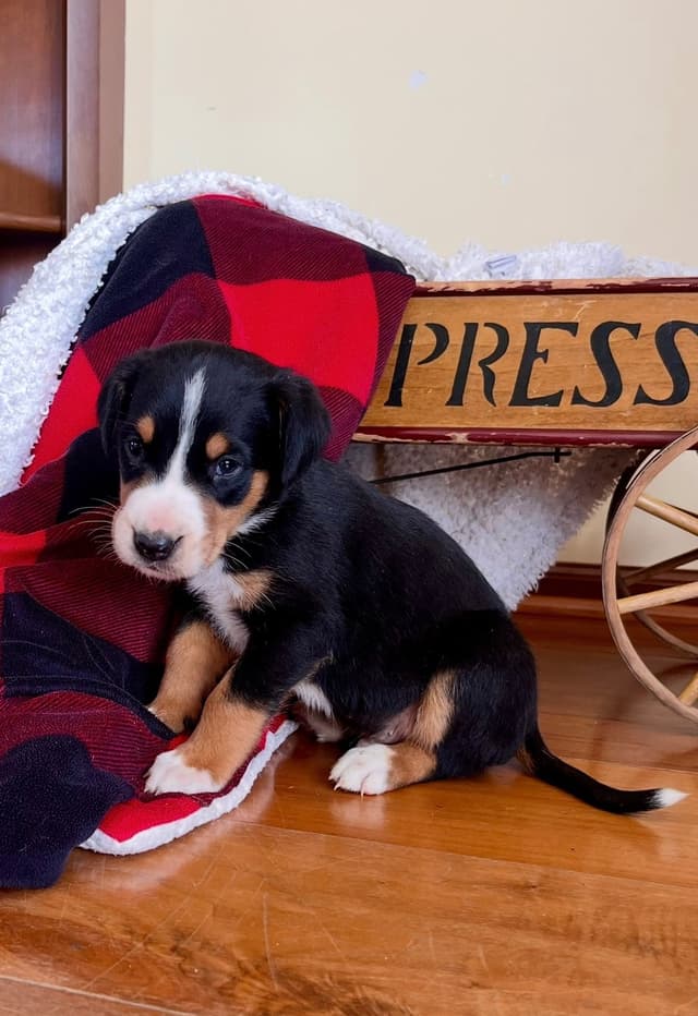Hip Cert❤️🐾Greater Swiss Mountain Dog Puppies❤️Call 717-859-8731 media 12