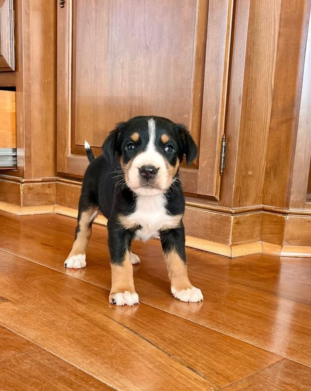 Hip Cert❤️🐾Greater Swiss Mountain Dog Puppies❤️Call 717-859-8731 media 13