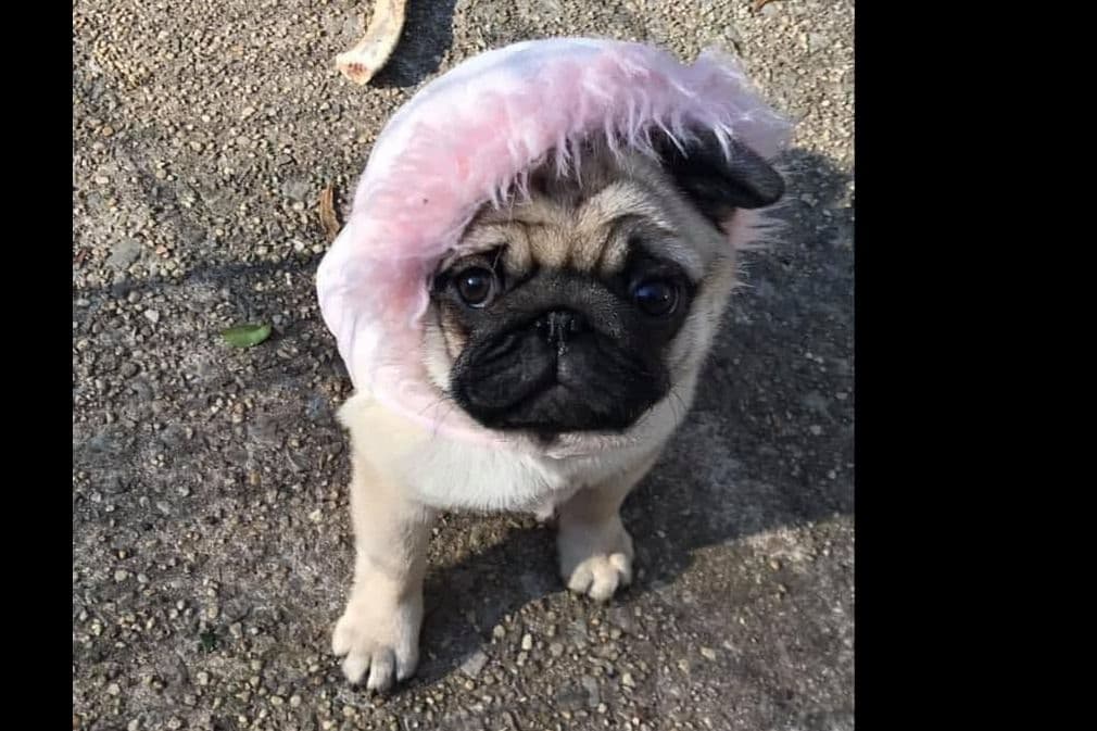Pug Puppies, AKC Breeder of Merit, Health Tested, Puppy Culture Raised breeder image 3