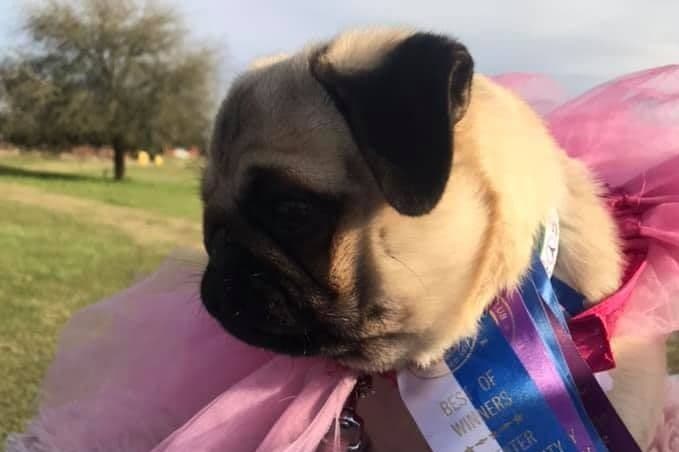 Pug Puppies, AKC Breeder of Merit, Health Tested, Puppy Culture Raised breeder image 4