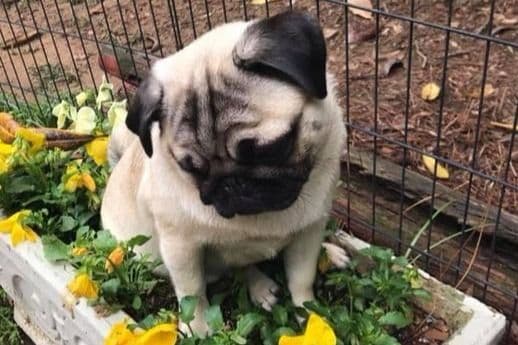 Pug Puppies, AKC Breeder of Merit, Health Tested, Puppy Culture Raised breeder image 5