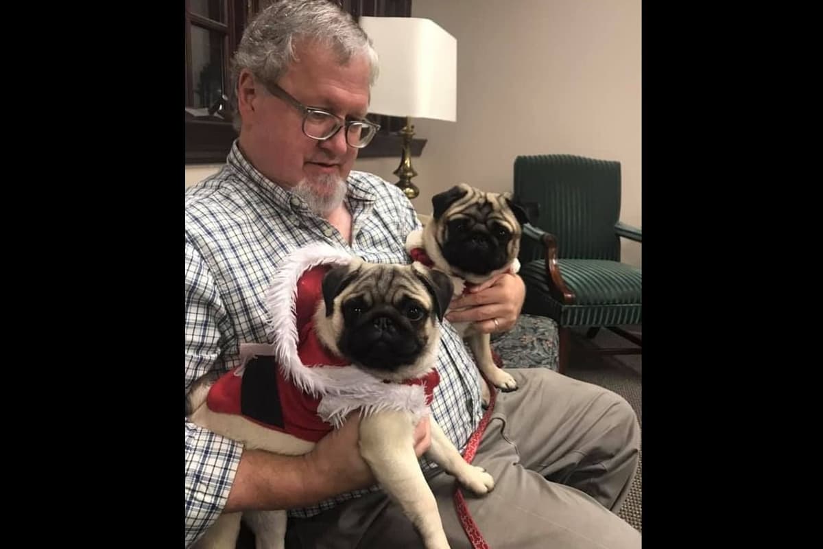 Pug Puppies, AKC Breeder of Merit, Health Tested, Puppy Culture Raised breeder image 8