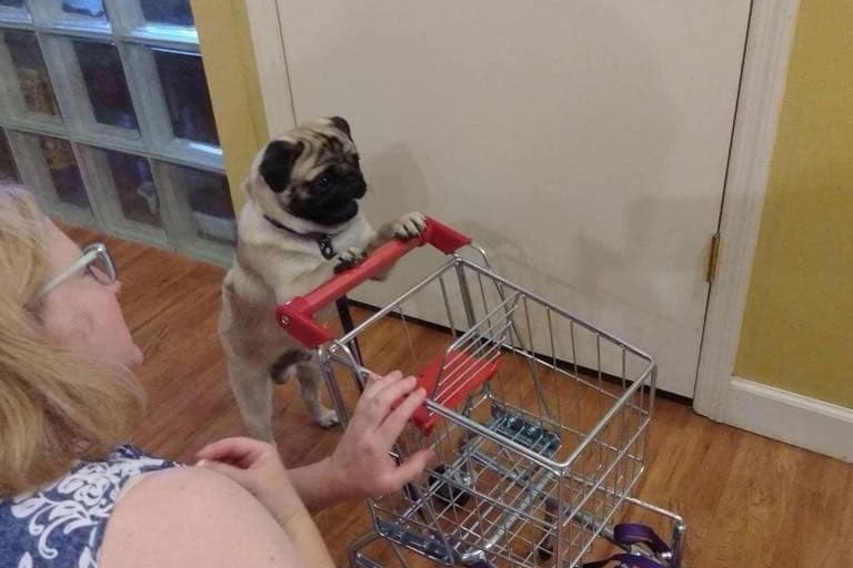 Pug Puppies, AKC Breeder of Merit, Health Tested, Puppy Culture Raised breeder image 9