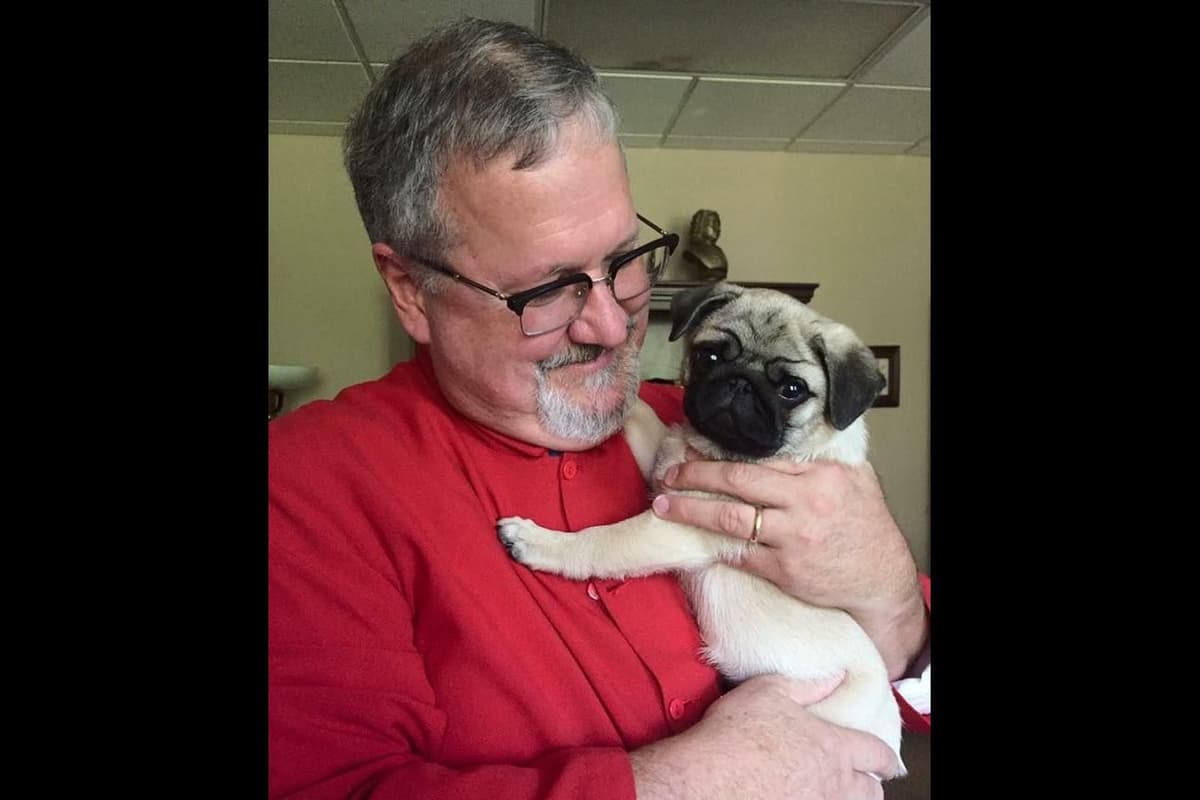 Pug Puppies, AKC Breeder of Merit, Health Tested, Puppy Culture Raised breeder image 11