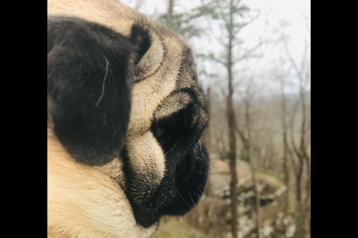 Pug Puppies, AKC Breeder of Merit, Health Tested, Puppy Culture Raised breeder image 1