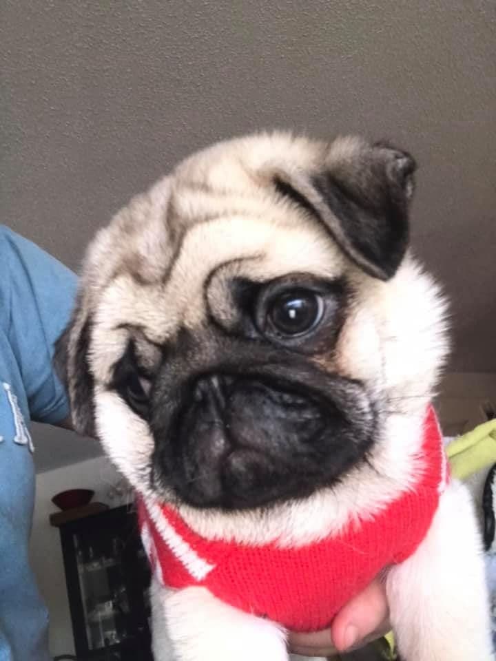 Pug Puppies, AKC Breeder of Merit, Health Tested, Puppy Culture Raised breeder image 13