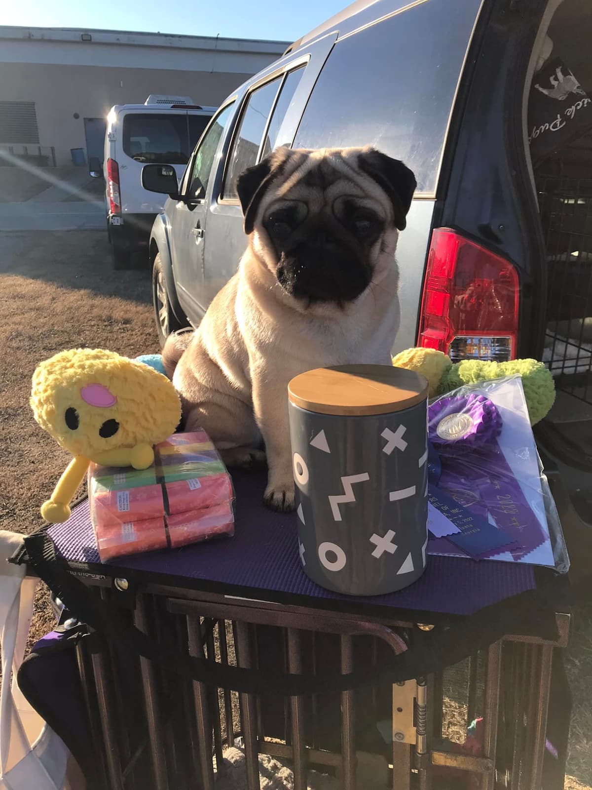 Pug Puppies, AKC Breeder of Merit, Health Tested, Puppy Culture Raised breeder image 14