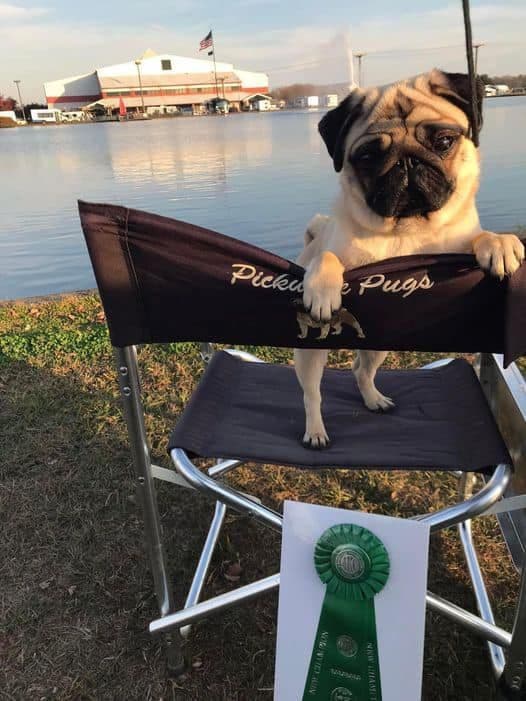 Pug Puppies, AKC Breeder of Merit, Health Tested, Puppy Culture Raised breeder image 15