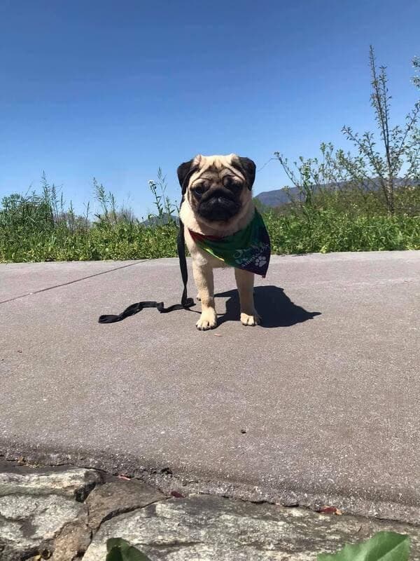 Pug Puppies, AKC Breeder of Merit, Health Tested, Puppy Culture Raised breeder image 16
