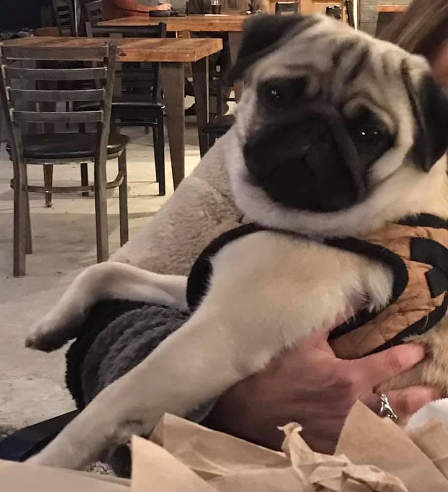 Pug Puppies, AKC Breeder of Merit, Health Tested, Puppy Culture Raised breeder image 17