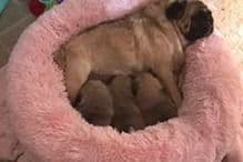 Pug Puppies, AKC Breeder of Merit, Health Tested, Puppy Culture Raised breeder image 19