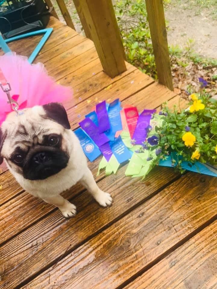 Pug Puppies, AKC Breeder of Merit, Health Tested, Puppy Culture Raised breeder image 20