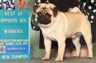 Pug Puppies, AKC Breeder of Merit, Health Tested, Puppy Culture Raised breeder image 21