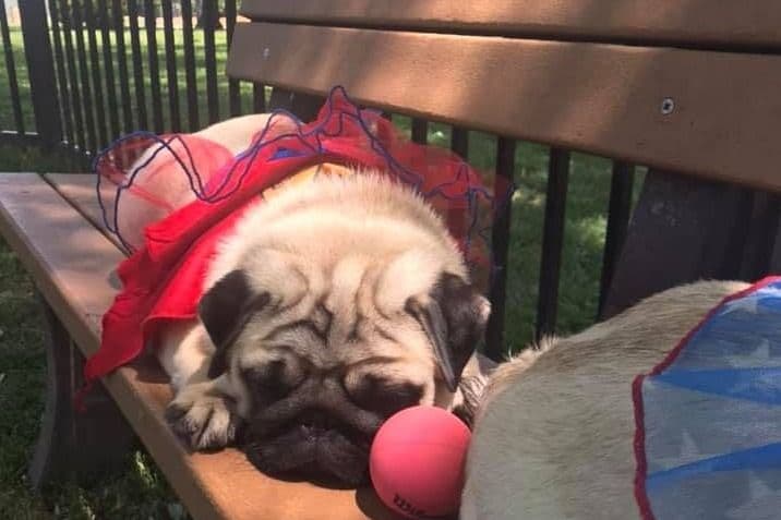 Pug Puppies, AKC Breeder of Merit, Health Tested, Puppy Culture Raised breeder image 24