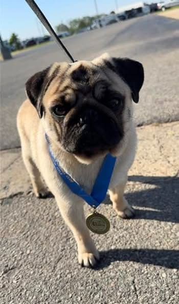 Pug Puppies, AKC Breeder of Merit, Health Tested, Puppy Culture Raised breeder image 25