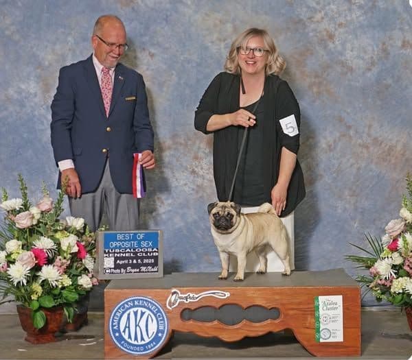 Pug Puppies, AKC Breeder of Merit, Health Tested, Puppy Culture Raised breeder image 26