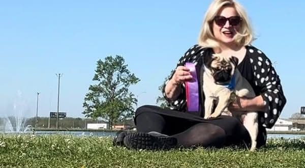 Pug Puppies, AKC Breeder of Merit, Health Tested, Puppy Culture Raised breeder image 27
