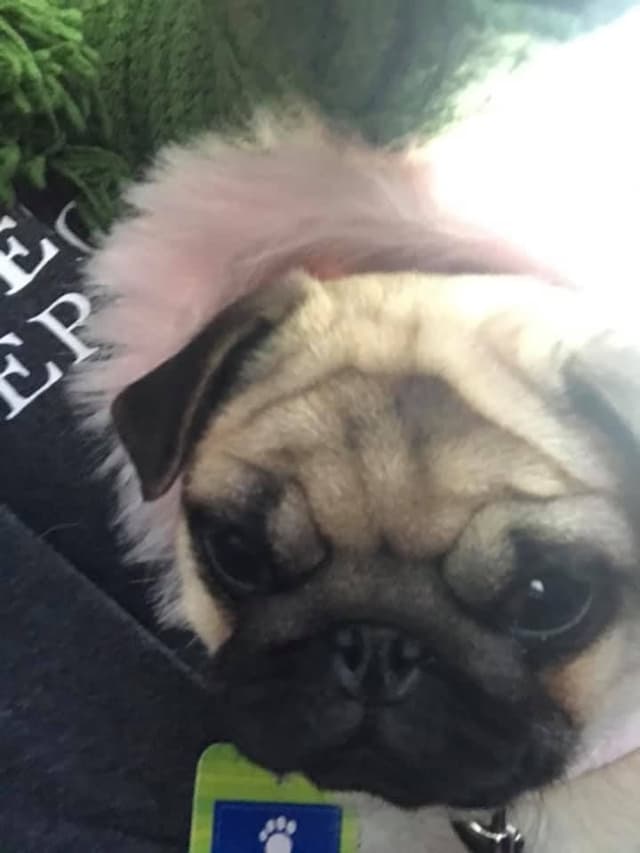 Pug Puppies, AKC Breeder of Merit, Health Tested, Puppy Culture Raised media 4