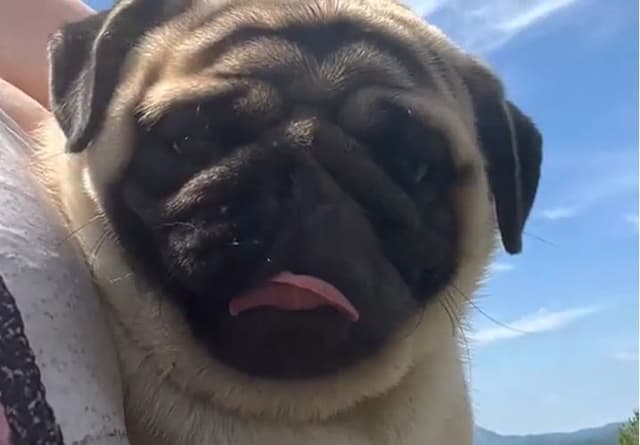 Pug Puppies, AKC Breeder of Merit, Health Tested, Puppy Culture Raised media 6