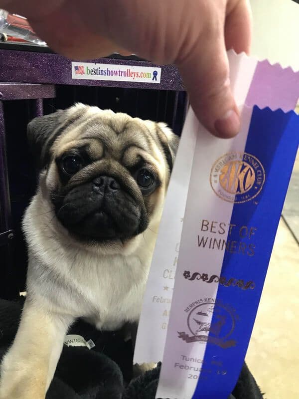 Pug Puppies, AKC Breeder of Merit, Health Tested, Puppy Culture Raised media 5
