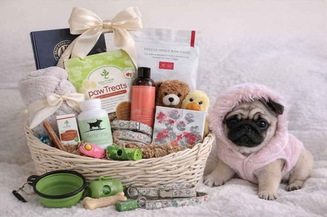 Pug Puppies, AKC Breeder of Merit, Health Tested, Puppy Culture Raised media 7
