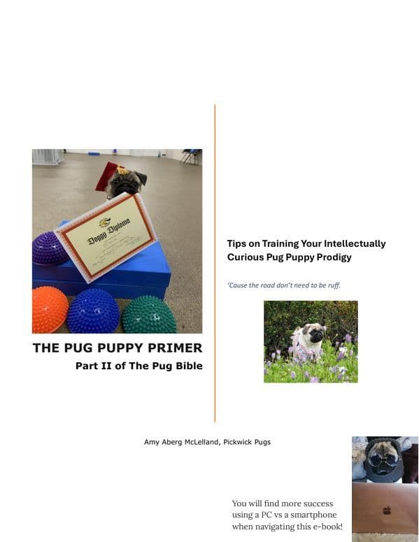Pug Puppies, AKC Breeder of Merit, Health Tested, Puppy Culture Raised media 11