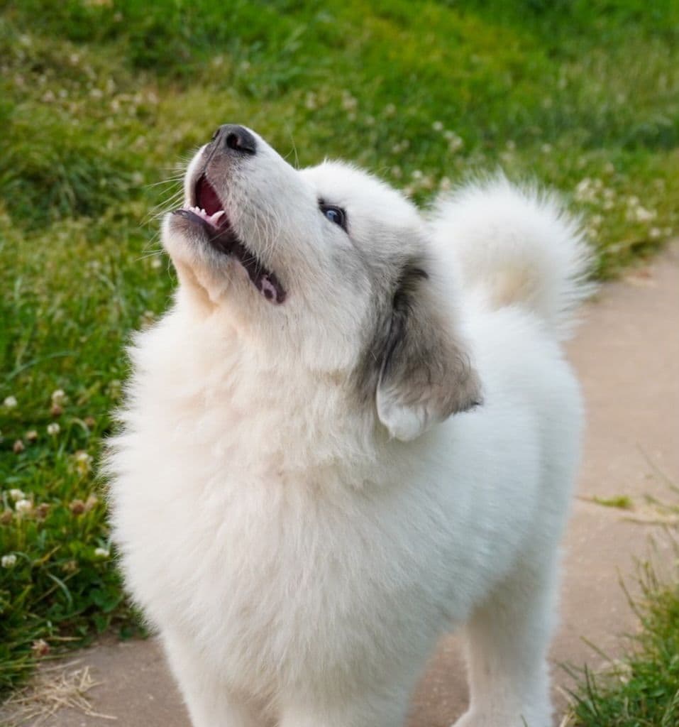 Hillside Meadow Great Pyrenees Puppies breeder image 1