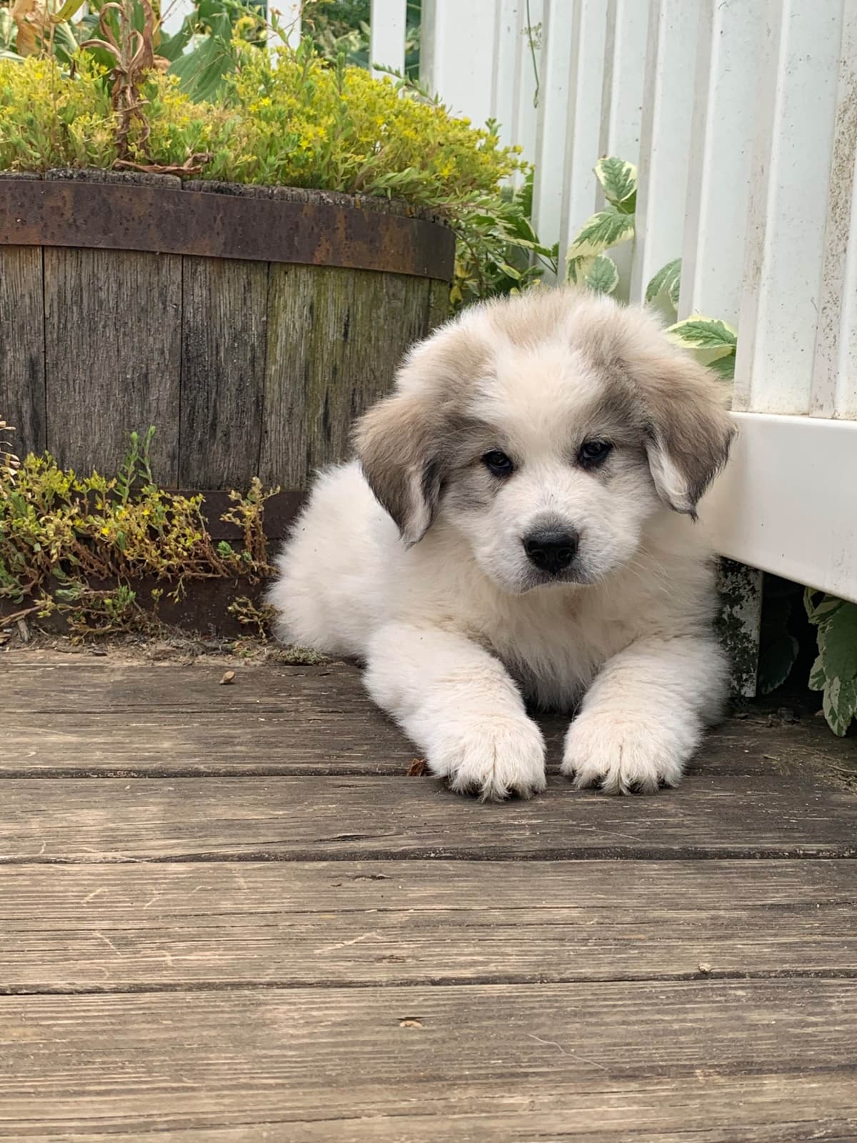 Hillside Meadow Great Pyrenees Puppies breeder image 3