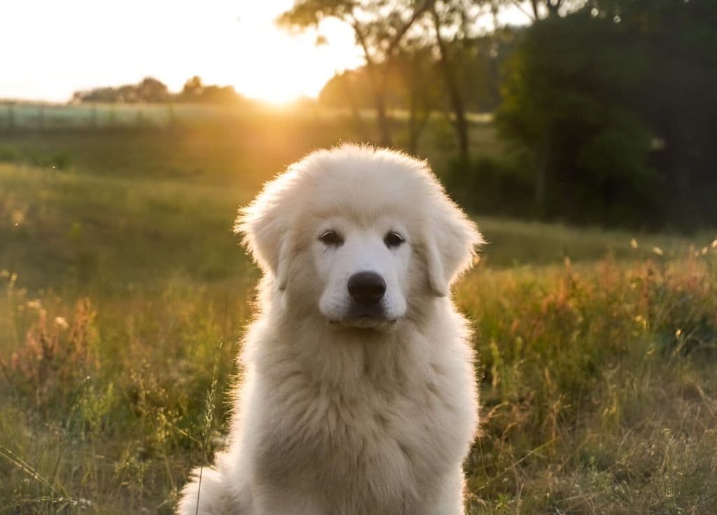 Hillside Meadow Great Pyrenees Puppies breeder image 4