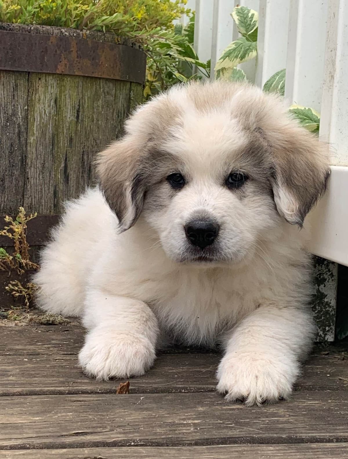 Hillside Meadow Great Pyrenees Puppies breeder image 6
